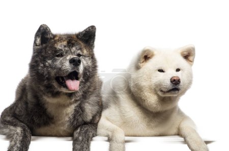 Foto de Dos perros Akita Inu acostados, aislados sobre blanco - Imagen libre de derechos