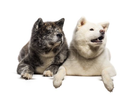 Téléchargez les photos : Deux chiens Akita Inu couchés, isolés sur du blanc - en image libre de droit