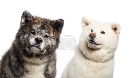 Photo for Head shot of Two Akita Inu dogs, Isolated on wite - Royalty Free Image