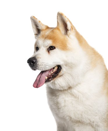 Photo for Head shot of Akita Iun, Isolated on wite - Royalty Free Image