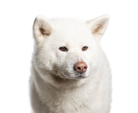 Head shot of a Akita Iun, Isolated on wite