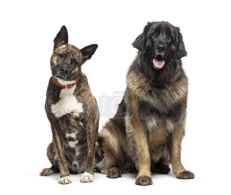Photo for Mongrel and Leonberger, isolated on white - Royalty Free Image