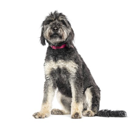 Photo for Sitting Catalan Sheepdog Wearing a red dog collar, isolated on white - Royalty Free Image