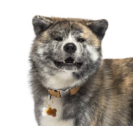 Photo for Akita inu looking at the camera, wearing a dog collar, isolated on white - Royalty Free Image