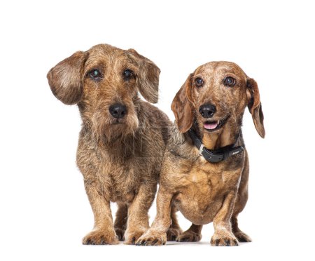 Téléchargez les photos : Deux teckel rouge portant un collier pour chien - en image libre de droit