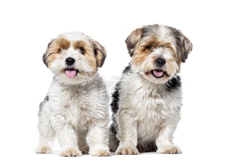 Téléchargez les photos : Deux chiens Biewer Terrier assis ensemble, isolés sur du blanc - en image libre de droit