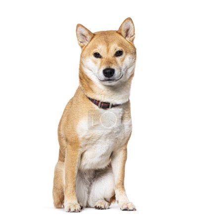 Photo for Sitting Shiba Inu wearing a dog collar, Isolated on white - Royalty Free Image