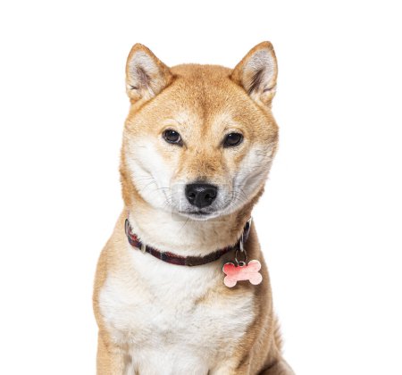 Photo for Closeup portrait of Shiba Inu wearing a dog collar, Isolated on white - Royalty Free Image