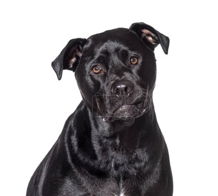 Photo for Closeup portrait of Amstaff, Isolated on wite - Royalty Free Image