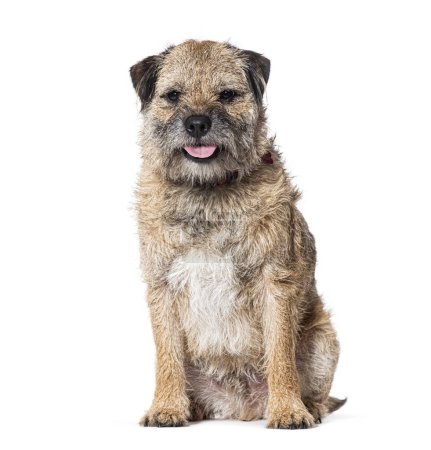 Photo for Border terrier sitting and panting, Isolated on white - Royalty Free Image