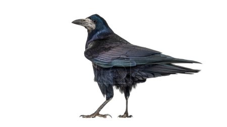 Vista trasera de un pájaro de Torre mirando a la cámara, Corvus frugilegus, de 3 años, aislado en blanco. Versión remasterizada
