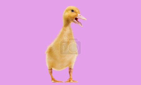 Duckling quacking and standing agaisnt salmon pink