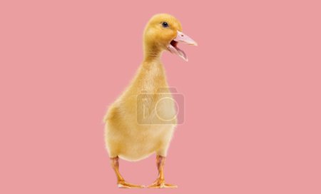 Duckling quacking and standing agaisnt salmon pink