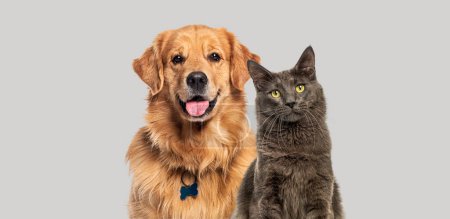 Téléchargez les photos : Joyeux chien Golden retriever haletant et chat Maine Coon bleu regardant la caméra, isolé sur gris - en image libre de droit