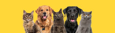 Téléchargez les photos : Portrait de divers chats et chiens heureux se reproduisent assis ensemble, isolés sur jaune - en image libre de droit