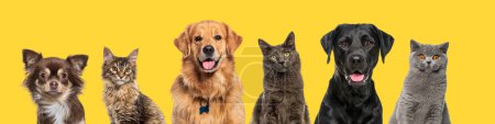 Foto de Cabeza de Happy perros y gatos, juntos en una fila, sobre fondo amarillo - Imagen libre de derechos