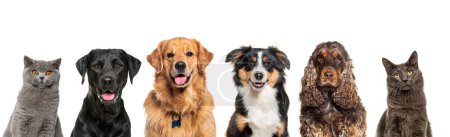 Photo for Heads of happy cats and dogs of various sizes and breeds lined up on a large banne and looking at the camera, isolated on white - Royalty Free Image