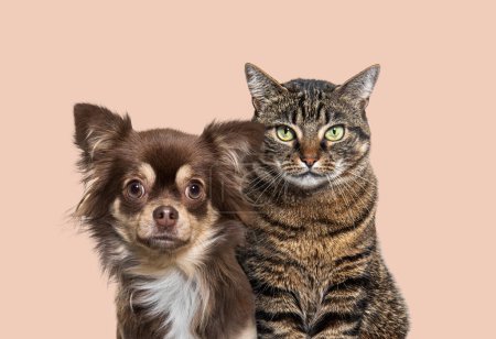 Portrait of a chihuahua dog and tabby cat together against a colored background
