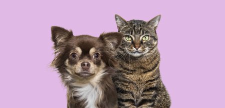 Portrait of a chihuahua dog and tabby cat together against a pink background