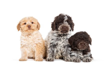 Photo for Three months old Lagotto Romagnolo puppies in a row, isolated on white - Royalty Free Image