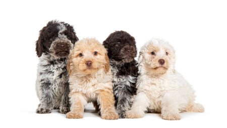 Foto de Four three months old Lagotto Romagnolo puppies in a row, isolated on white - Imagen libre de derechos