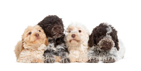 Foto de Four three months old Lagotto Romagnolo puppies in a row, isolated on white - Imagen libre de derechos