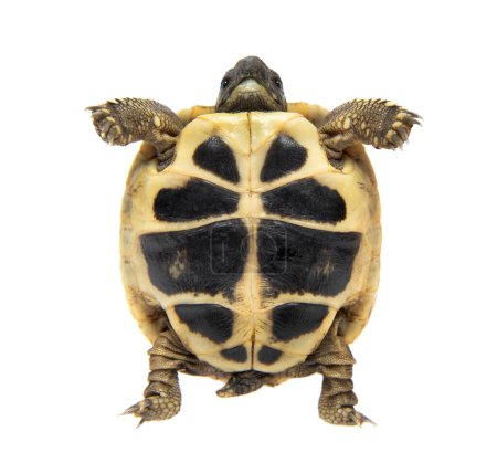 Téléchargez les photos : Plastron d'une jeune tortue, tortue d'Hermann, isolée sur blanc - en image libre de droit