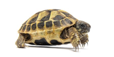 Téléchargez les photos : Side view of a Young turtle,  Hermann's tortoise, Testudo hermanni, isolated on white - en image libre de droit