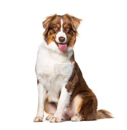 Foto de Sitting Australian shepherd looking at the camera, panting mouth open tongue hanging out, isolated on white - Imagen libre de derechos