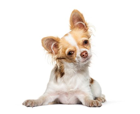 Foto de Chihuahua mirando a la cámara acostada frente a un fondo blanco - Imagen libre de derechos