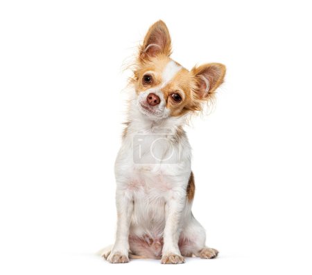 Foto de Chihuahua sentado mirando a la cámara, aislado en blanco - Imagen libre de derechos