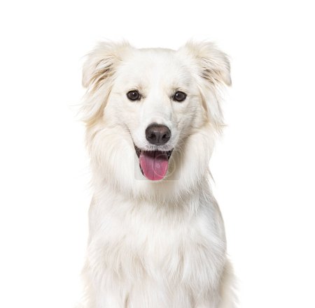 Foto de Head shot of a white Border collie panting, looking at the camera, isolated on white - Imagen libre de derechos
