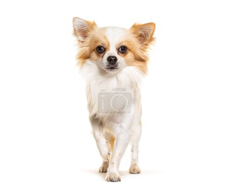 Foto de Standing Chihuahua looking and moving forward the camera, isolated on white - Imagen libre de derechos