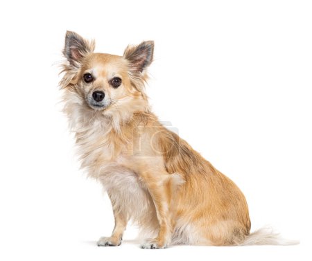 Téléchargez les photos : Assis Chihuahua, isolé sur blanc - en image libre de droit