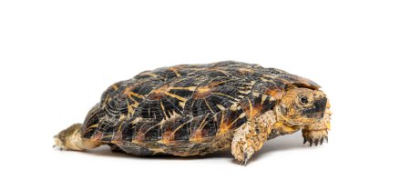 Photo for Flat-shelled pancake tortoise, Malacochersus tornieri, isolated on white - Royalty Free Image