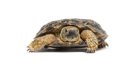 Foto de Flat-shelled pancake tortoise, Malacochersus tornieri, isolated on white - Imagen libre de derechos