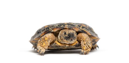 Foto de Flat-shelled pancake tortoise, Malacochersus tornieri, isolated on white - Imagen libre de derechos