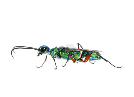 Foto de Vista lateral de una avispa de cucaracha esmeralda, Ampulex compressa, aislada en blanco - Imagen libre de derechos