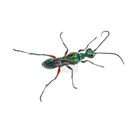Foto de Parte posterior de una avispa de cucaracha esmeralda, Ampulex compressa, aislada en blanco - Imagen libre de derechos