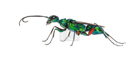 Foto de Vista lateral de una avispa de cucaracha esmeralda, Ampulex compressa, aislada en blanco - Imagen libre de derechos