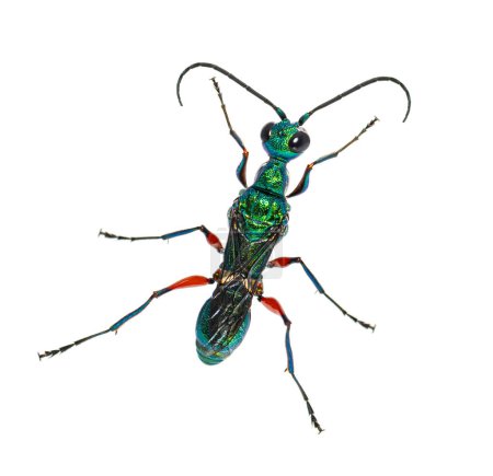 Foto de Back side of a Emerald cockroach wasp, Ampulex compressa, isolated on white - Imagen libre de derechos