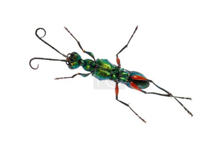 Foto de Ventral side of a Emerald cockroach wasp, Ampulex compressa, isolated on white - Imagen libre de derechos