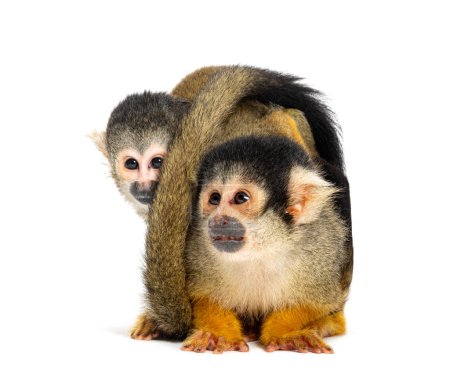 vue de face de la mère et du bébé Singe écureuil à capuchon noir sur le dos, Saimiri boliviensis