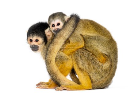 Foto de Vista lateral de la madre y el bebé Mono ardilla de capa negra en su espalda, Saimiri boliviensis - Imagen libre de derechos