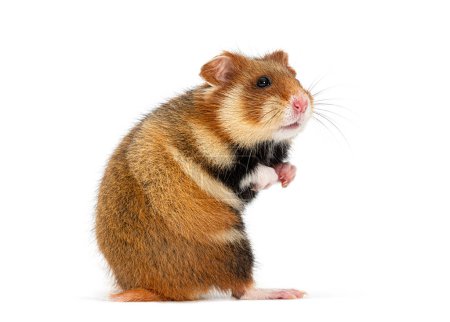 Téléchargez les photos : Vue latérale d'un hamster européen Sur ses pattes postérieures, Cricetus cricetus, isolé sur blanc - en image libre de droit
