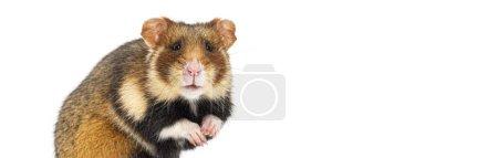Téléchargez les photos : Hamster européen sur ses pattes arrière regardant la caméra, recadré à la taille de la bannière web, isolé sur blanc - en image libre de droit