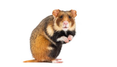 Téléchargez les photos : Hamster européen Sur ses pattes postérieures regardant la caméra, Cricetus cricetus, isolé sur blanc - en image libre de droit