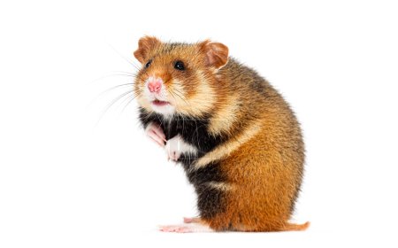 European hamster On its hind legs looking away, Cricetus cricetus, isolated on white