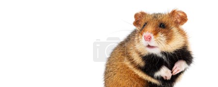 Téléchargez les photos : Hamster européen sur ses pattes postérieures regardant loin, recadré à la taille de la bannière web, isolé sur blanc - en image libre de droit