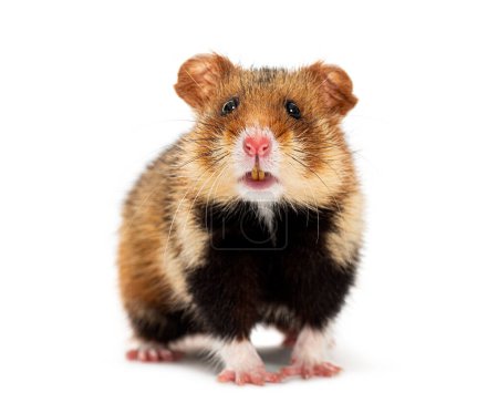 Photo for Front view of a European hamster looking at the camera and showing its teeth, Cricetus cricetus, isolated on white - Royalty Free Image